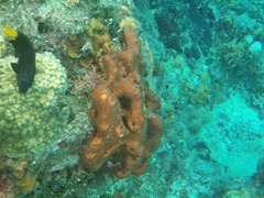 Bown Encrusting Octopus Sponge